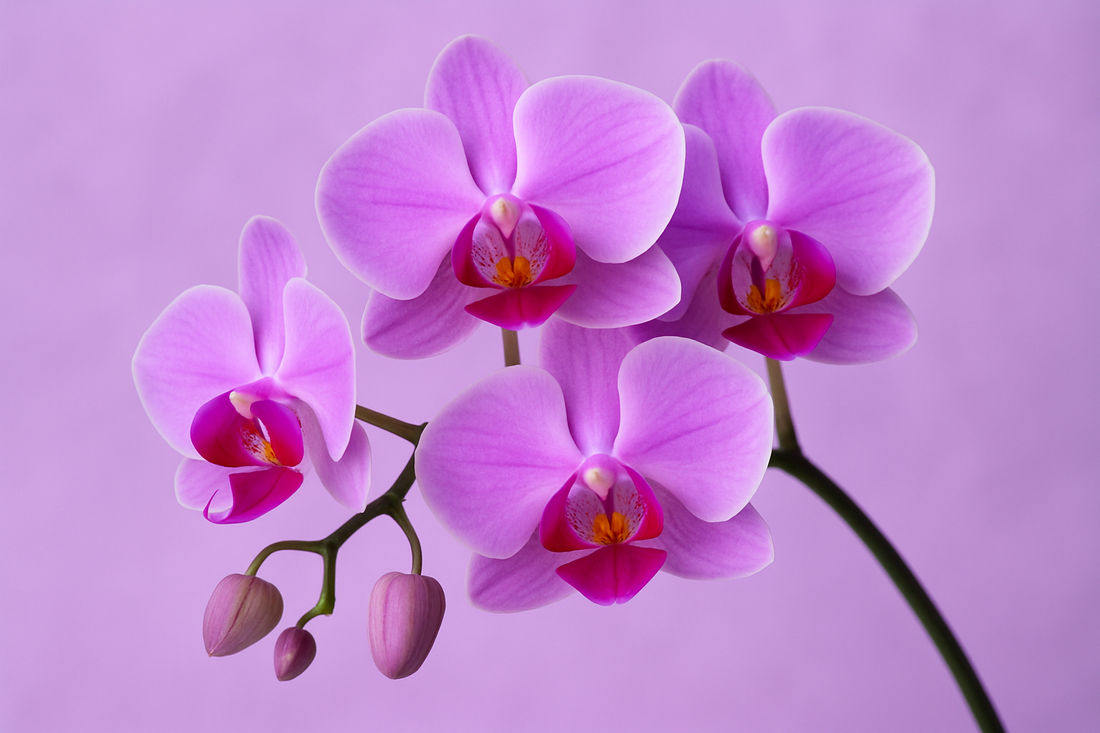 Sleepy Easy Clean Orchideengarten: Lila Frische für jede Oberfläche